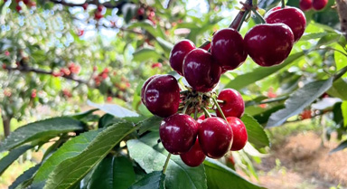 山東莒南:櫻桃紅滿枝 產(chǎn)業(yè)興村正當(dāng)時(shí)
