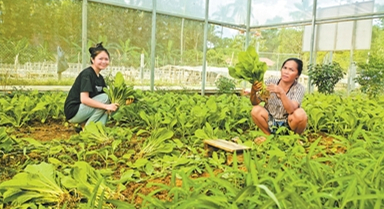 特色蔬菜產(chǎn)業(yè)鋪就一條致富路