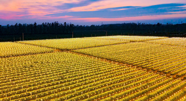 廣西合浦:火龍果基地?zé)艄忤?/></a></span><a target=_blank>廣西合浦:火龍果基地?zé)艄忤?/a></li>
<li><span id=