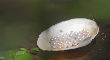 一顆珍珠是怎樣“種”出來的？