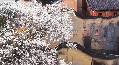 春花綻放，田園古韻詩(shī)意滿滿