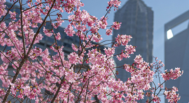 上海：陸家嘴現(xiàn)“櫻花車站”