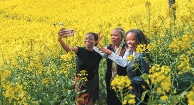 油菜花盛開(kāi)