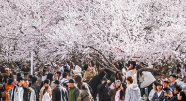 呼和浩特：青城桃花開(kāi)