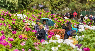 牡丹花開(kāi)迎客來(lái)